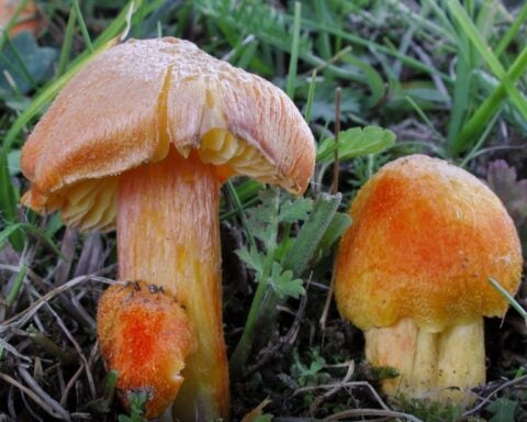 The fibrous waxcap is threatened with extinction, according to the IUCN Red list of Threatened species. Photo Source: IUCN-Michael Krikorev