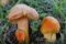 The fibrous waxcap is threatened with extinction, according to the IUCN Red list of Threatened species. Photo Source: IUCN-Michael Krikorev