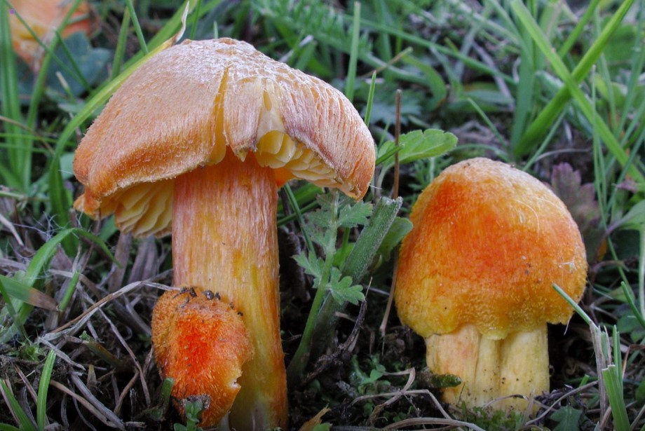 The fibrous waxcap is threatened with extinction, according to the IUCN Red list of Threatened species. Photo Source: IUCN-Michael Krikorev