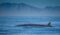 Representative Image. Whale on ocean. Photo Source: Animalia