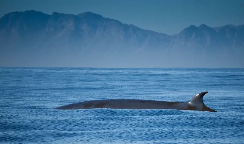 Representative Image. Whale on ocean. Photo Source: Animalia
