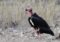 Wayanad Vulture Population Surges 2025 Census Reveals Significant Increase Karmactive