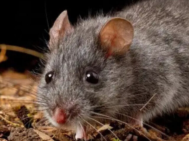 Smoky Mouse. Photo Source:Animalia