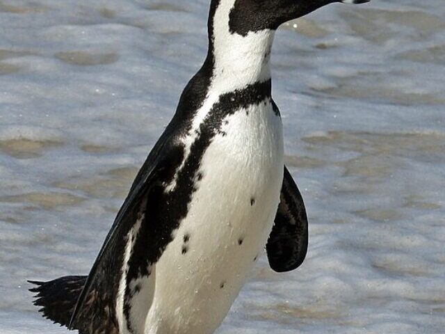 cropped-African-Penguin-Numbers-Plummet-by-77-Court-Enforces-No-Fishing-Zones-9.jpg
