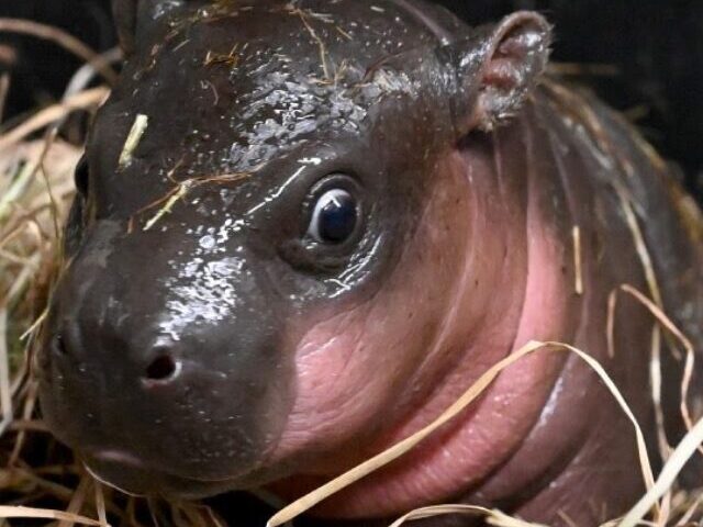 Anuket, New Pygmy Hippo Calf, Debuts at Montgomery Zoo (8)