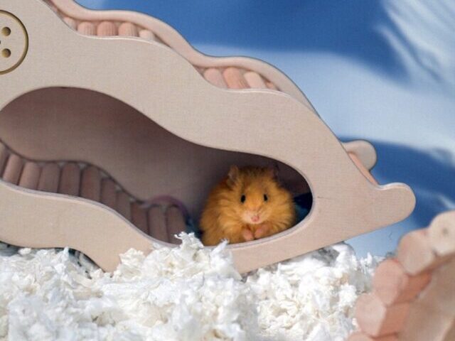 Woolly Mouse