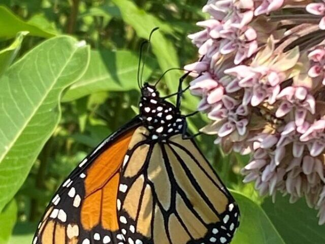 Monarch butterfly on milkweed/Tierra Curry.