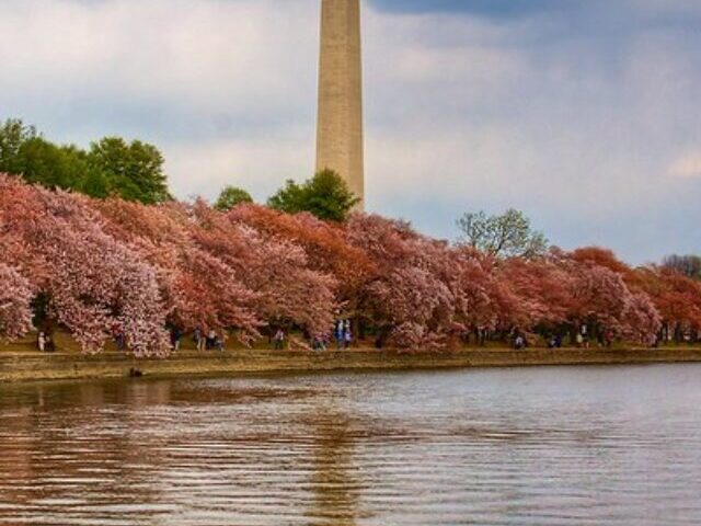 DC Cherry Blossom Guide 2025 Climate Change Pushing Peak Bloom 5 Days Earlier (1)