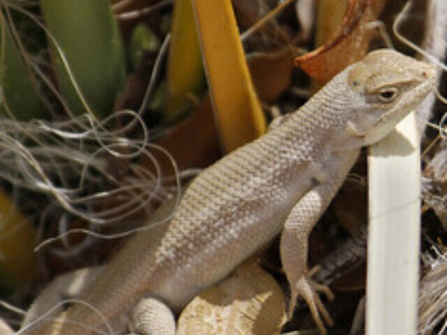 Dune Sagebrush Lizard Sceloporus arenicolus at Mescalero Sands Photo Source:Mark L. Watson (CC BY-NC-ND 2.0)