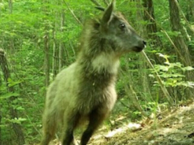 Endangered Korean Mountain Goats Rebound Population Surges Nearly 80% on Woraksan (1)87