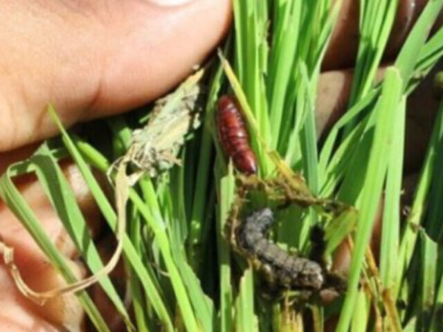 A close-up of a hand holding young rice plants that are visibly damaged. The presence of caterpillars and pupae suggests an infestation, likely by a pest such as the fall armyworm (Spodoptera frugiperda) or rice cutworm (Mythimna separata). Photo Source: CABI NEWS