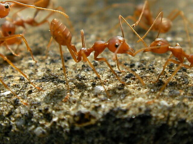 Representative Image: A close-up view of red ants, possibly fire ants or weaver ants, interacting with each other on a rough surface. Photo Source: Marufish (CC BY-SA 2.0)