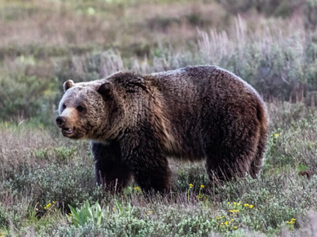 Representative Image Grand Teton Grizzly, Photo Source: Matthew Paulson (CC BY-NC-ND 2.0)