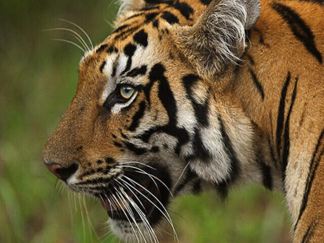 Representative Image. Royal Bengal Tiger. Photo Source: 500px (CC BY-SA 3.0)