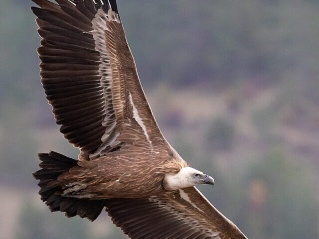 cropped-Golden-Gate-Parks-Vulture-Conservation-and-Cultural-Heritage-Boost-Tourism-8.jpg
