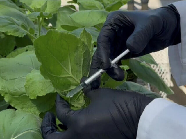 Grow Your Own Ozempic Students Develop Plant-Based Weight Loss Drugs (6)