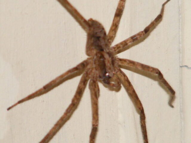 cropped-Huntsman-Spiders-Spotted-in-Napier-Are-They-Here-to-Stay.jpg