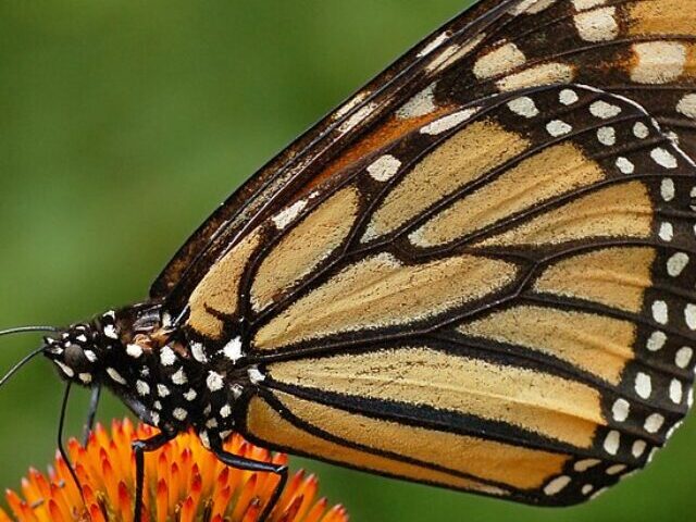 Representative Image: Monarch Butterfly. Photo Source: (Wikimedia)