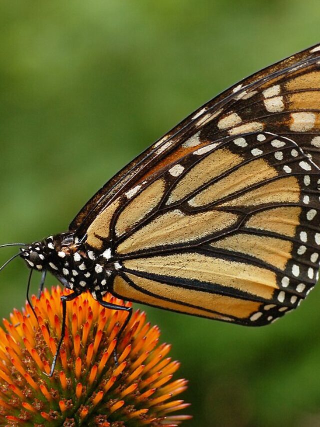 Monarch Butterflies Plummet 80%—Will New Protections Come in Time ...