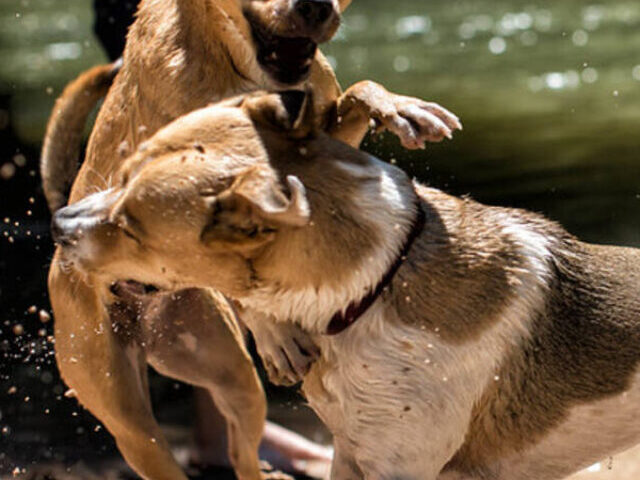 LeShon Johnson Indicted for Dog Fighting; 190 Dogs Seized (9)