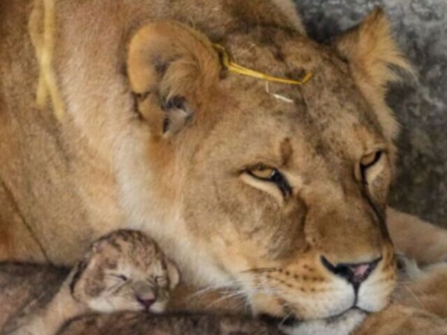 A lioness rescued from war torn Ukraine has given birth to three cubs at award-winning Yorkshire Wildlife Park. Photo Source: Yorkshire Wildlife Park Resort