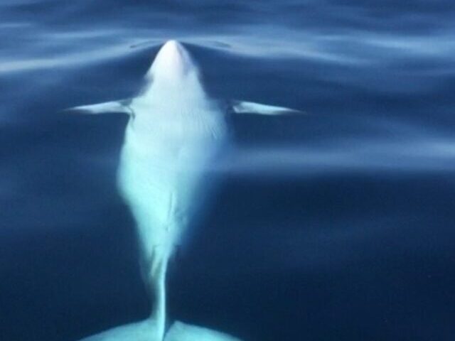 Representative Image Minke Whale rolled Photo Source: Southwest Fan 101 (CC0 1.0)
