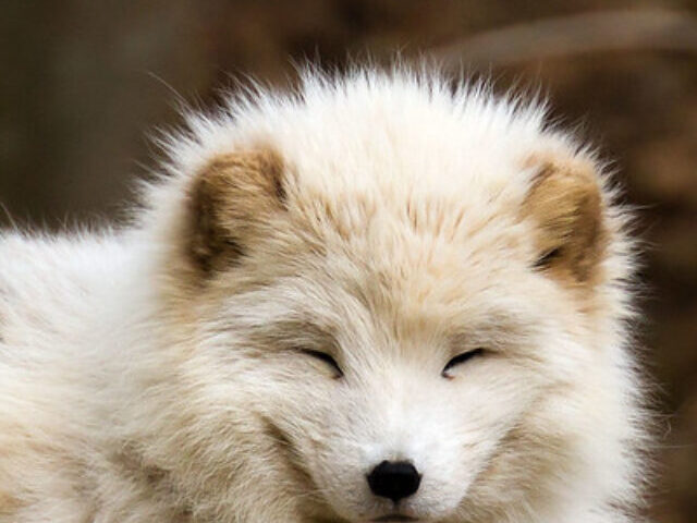 cropped-Norways-Arctic-Foxes-Rebound-Population-Surges-from-40-to-550-1.jpg