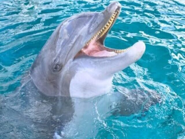 cropped-Notchfin-dies-at-63.jpeg