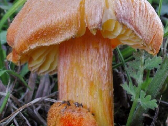 The fibrous waxcap is threatened with extinction, according to the IUCN Red list of Threatened species. Photo Source: IUCN-Michael Krikorev