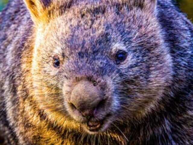 PM Tells Wombat-Grabbing Influencer to 'Try a Crocodile Next Time' as She Apologizes and Exits Australia (9)