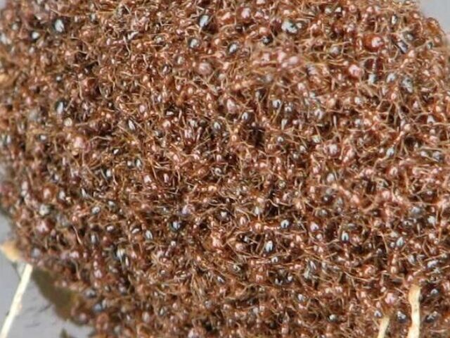 Representative Image. Red Imported Fire Ants (Solenopsis invicta) - caught in a flood.
