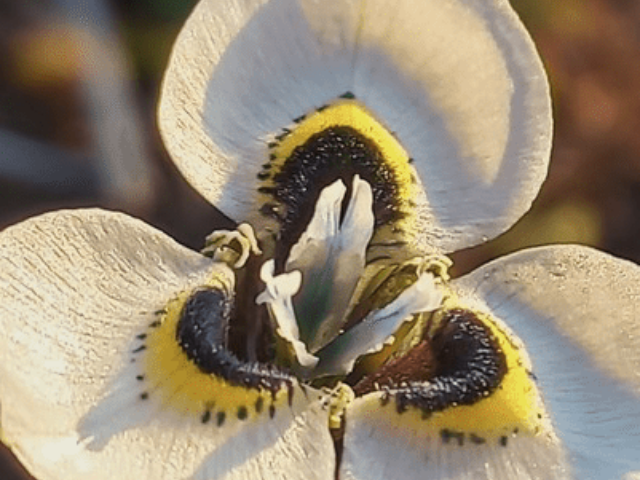 The new species of Moraea plant discovered in Stellenbosch.