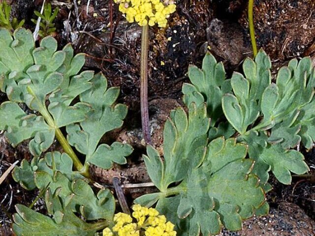Ochoco lomatium under the Endangered Species.Photo Source:The Center for Biological Diversity is a national.