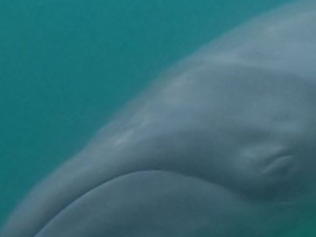 Right Whale Protection Faces Legal Challenge Over Speed Limits