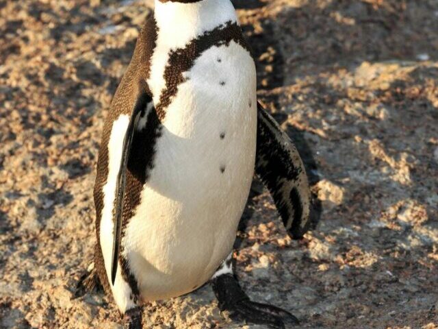 Close up of African Penguin.