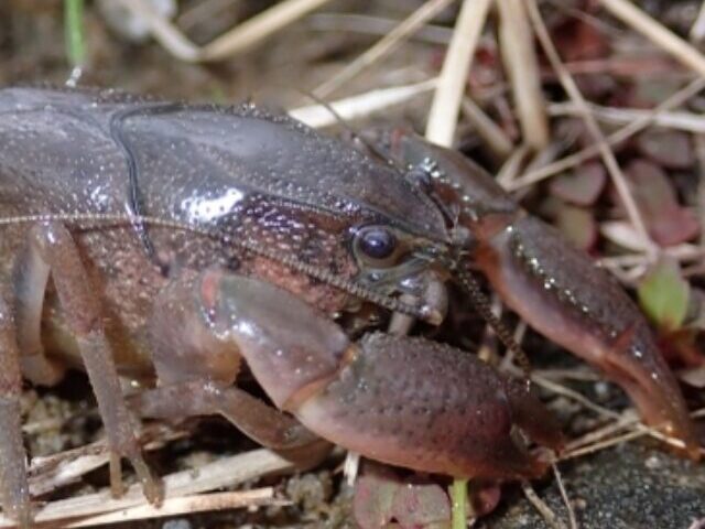 Spiny-Tail Crayfish, in a natural setting with dry grass, rocks, and soil. It appears to be well-adapted to its environment. Photo Source: U.S. Fish & Wildlife Service