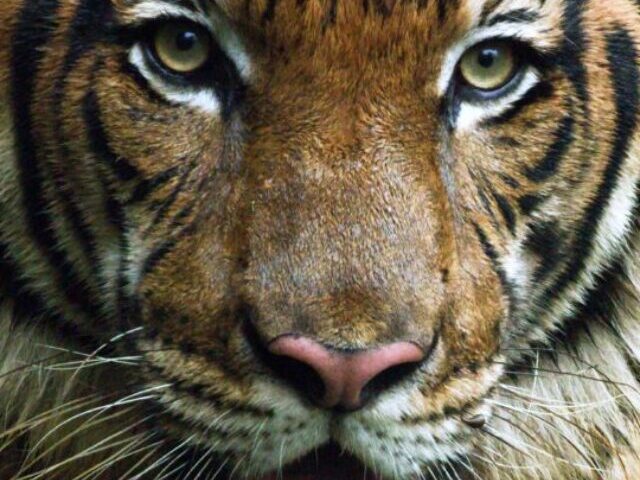Malayan Tigers Between Malaysia and Vietnam. Photo Source: panthera.z-dam