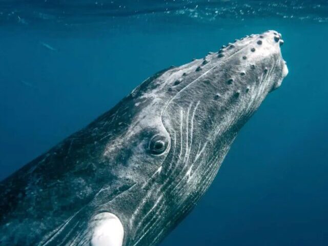 Trump Sued for Removing Protections as Only 51 Rice’s Whales Face Extinction Risk (8)