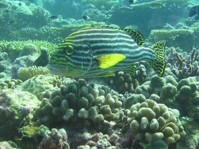 Utrecht Fish Doorbell 40,000 Clicks from 2.7 Million Viewers Help Migrating Species Navigate Urban Waterways (6)