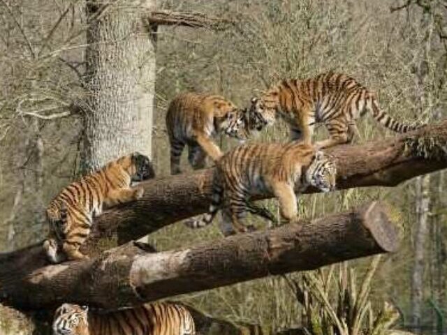 Representative Image of Amur Tiger on the woods