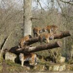Representative Image of Amur Tiger on the woods