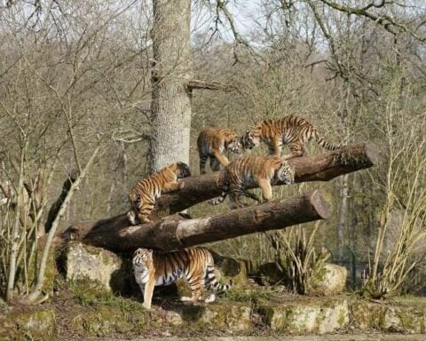 Representative Image of Amur Tiger on the woods