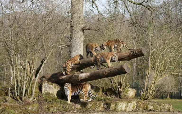 Representative Image of Amur Tiger on the woods