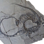 Dragon fossils.Photo Source: Natural History Musem stuttgart