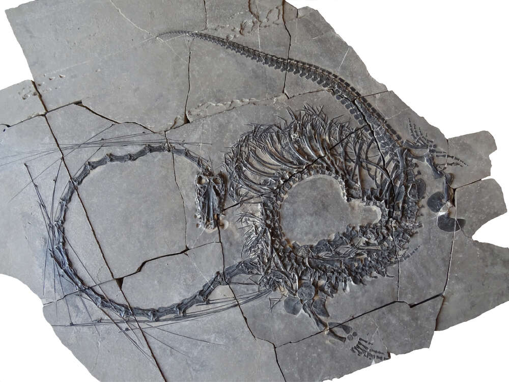 Dragon fossils.Photo Source: Natural History Musem stuttgart