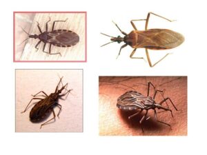 Representative Image: Triatoma, Rhonius (Triamtomine bugs) . Photo Source : Michael Wunderli (CC BY 2.0 )