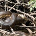 A large snake resting among a dense tangle of branches near a body of water, likely in a rainforest or swamp-like habitat. Photo Source: The University of Queensland Australia