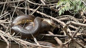 A large snake resting among a dense tangle of branches near a body of water, likely in a rainforest or swamp-like habitat. Photo Source: The University of Queensland Australia