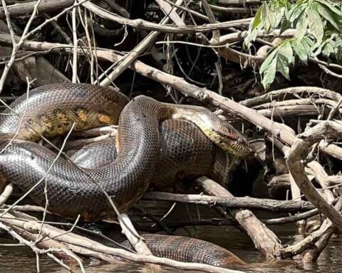 A large snake resting among a dense tangle of branches near a body of water, likely in a rainforest or swamp-like habitat. Photo Source: The University of Queensland Australia