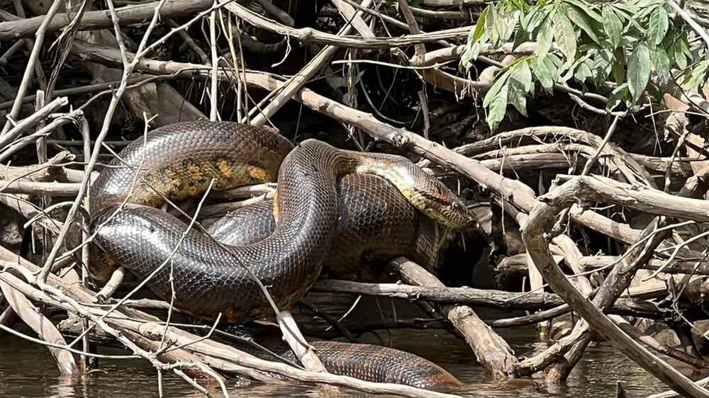 A large snake resting among a dense tangle of branches near a body of water, likely in a rainforest or swamp-like habitat. Photo Source: The University of Queensland Australia